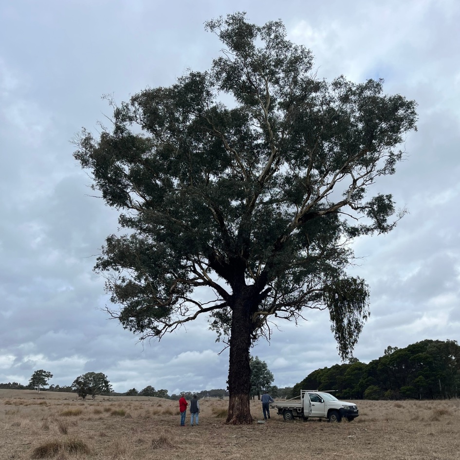 Old Trees, New Knowledge