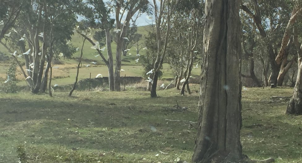 Flock of cockatoos flying among trees