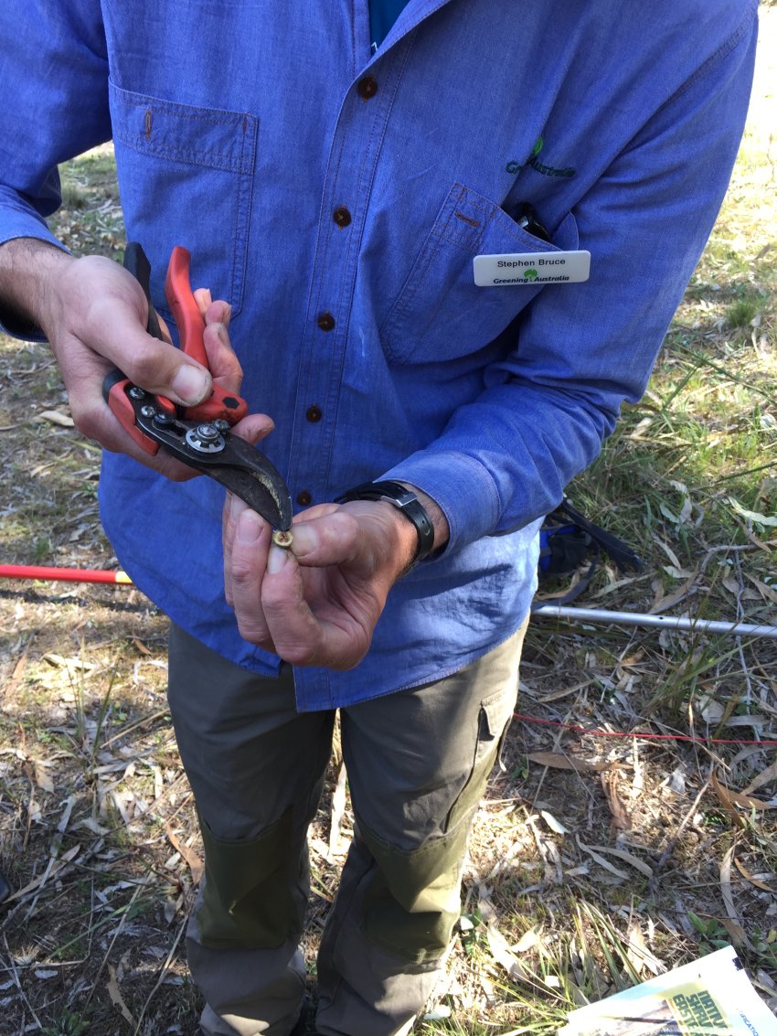 Stephen Bruce cutting open a eucalypt seed to test its ripeness