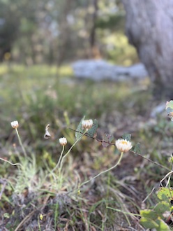 251117 BelowOurKnees NativeGrassland 4243
