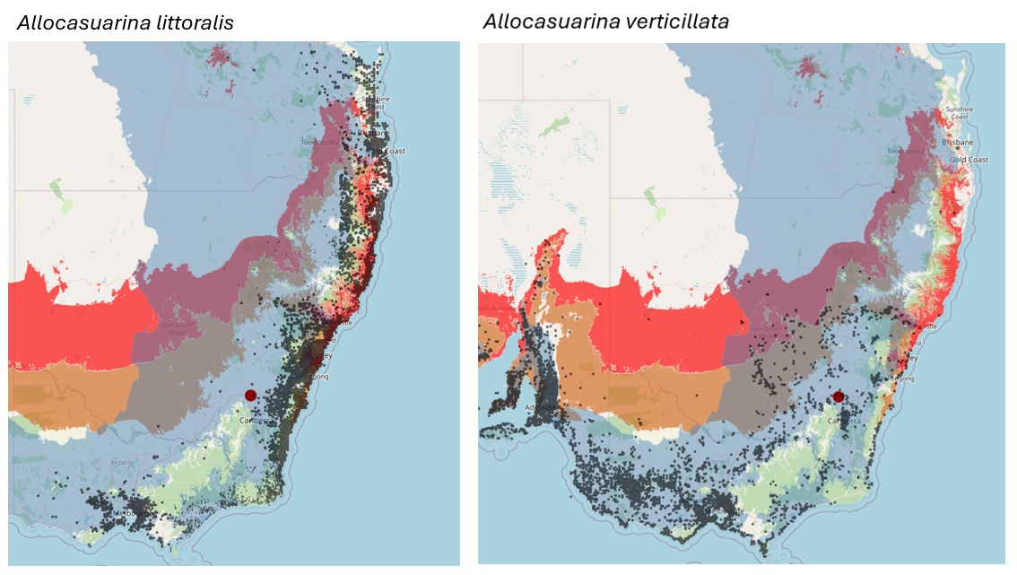 Allocasuarina Map