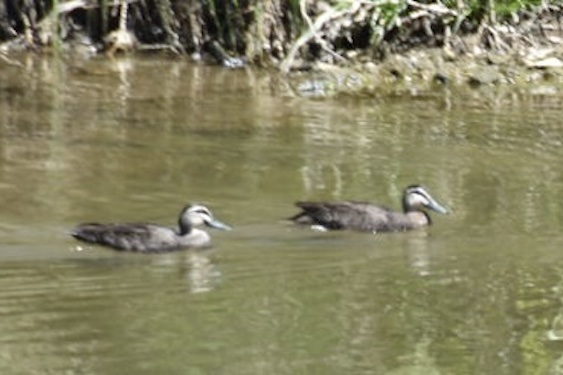 BirdHand Ducks