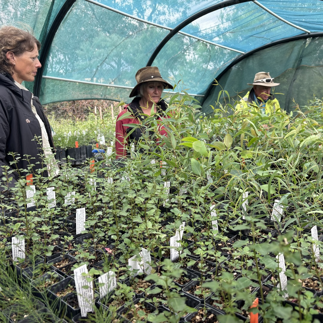 Rain, seedlings and muddy hands at Bowning Bookham Landcare Nursery
