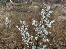 Blog Hakea