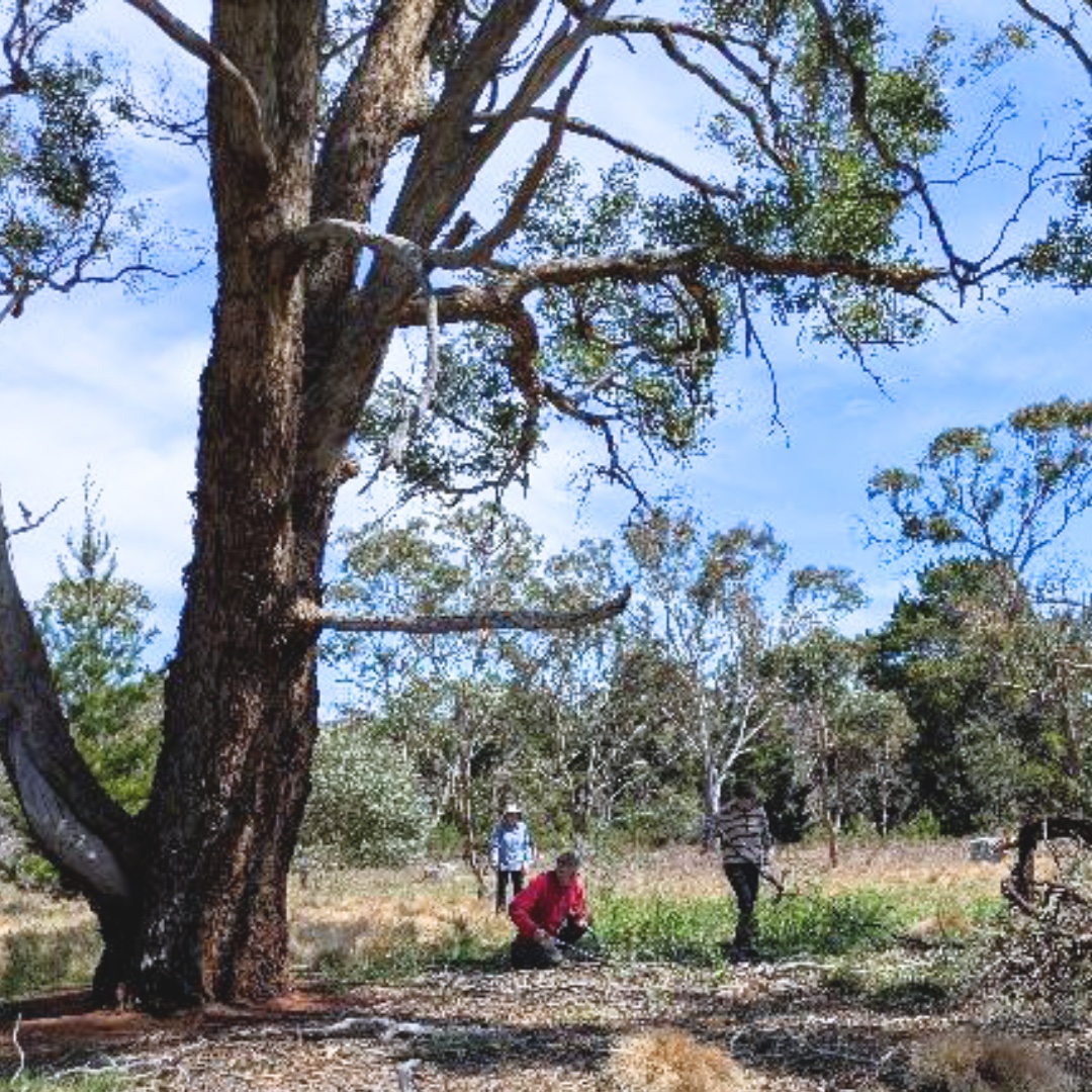 Sutton Landcare in the Reserve