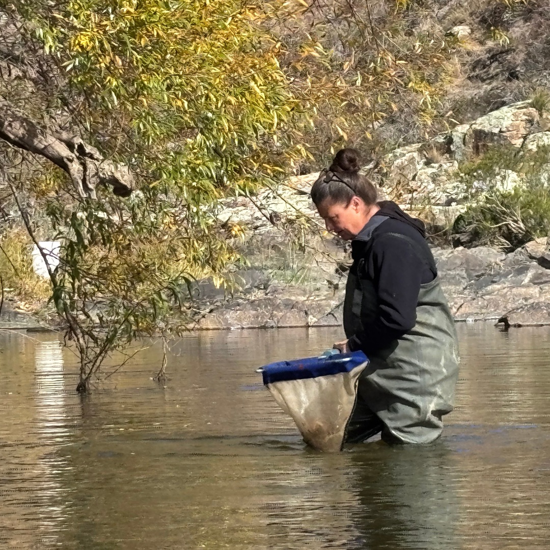 Pulling on the Waders: Waterbug Survey Reveals a Healthy Snapshot of the Yass River