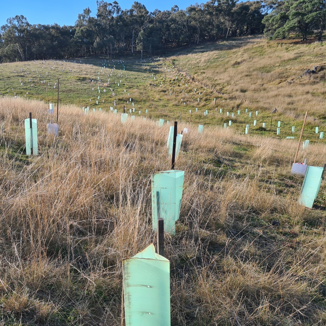 Planting for Our Future Climate