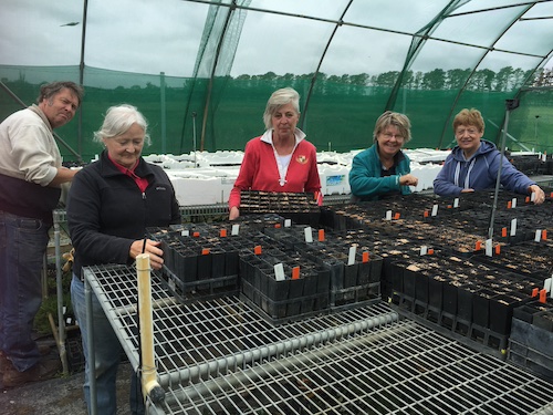 CRR Sowing2
