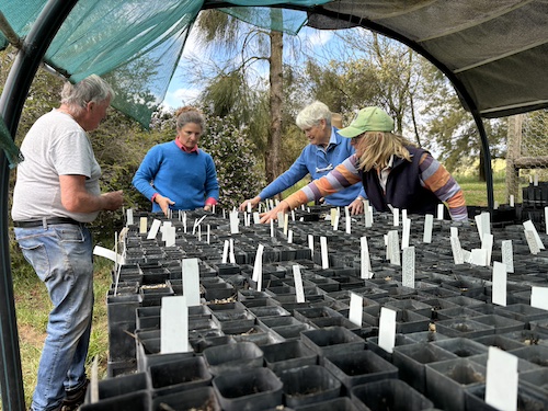 CRR Sowing4