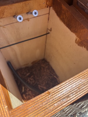 HollowHog 260208 5238