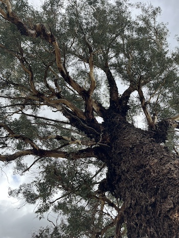 OldTree 1