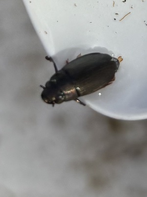 WaterbugJune25 4